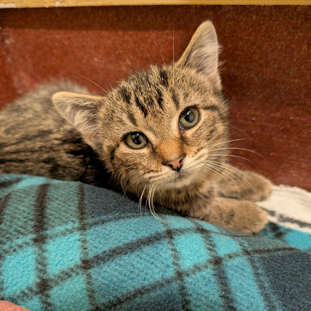 Nicholas, Adoptable, Kitten Male Domestic Short Hair.