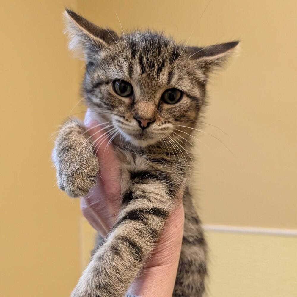 Nicholas, a Adoptable Domestic Short Hair in Accident, MD image 2/3