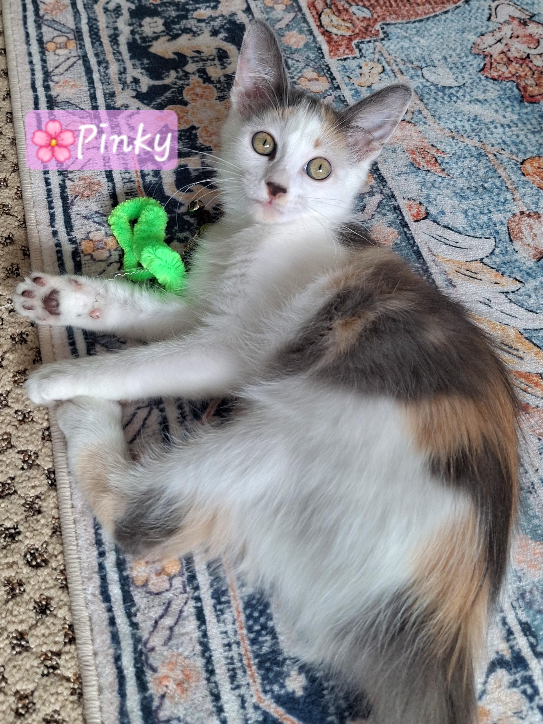 Enlarge Adoption Event SAT 10/24, 12pm-3pm, a Adoptable mixed breed in Yorba Linda, CA image 2/6