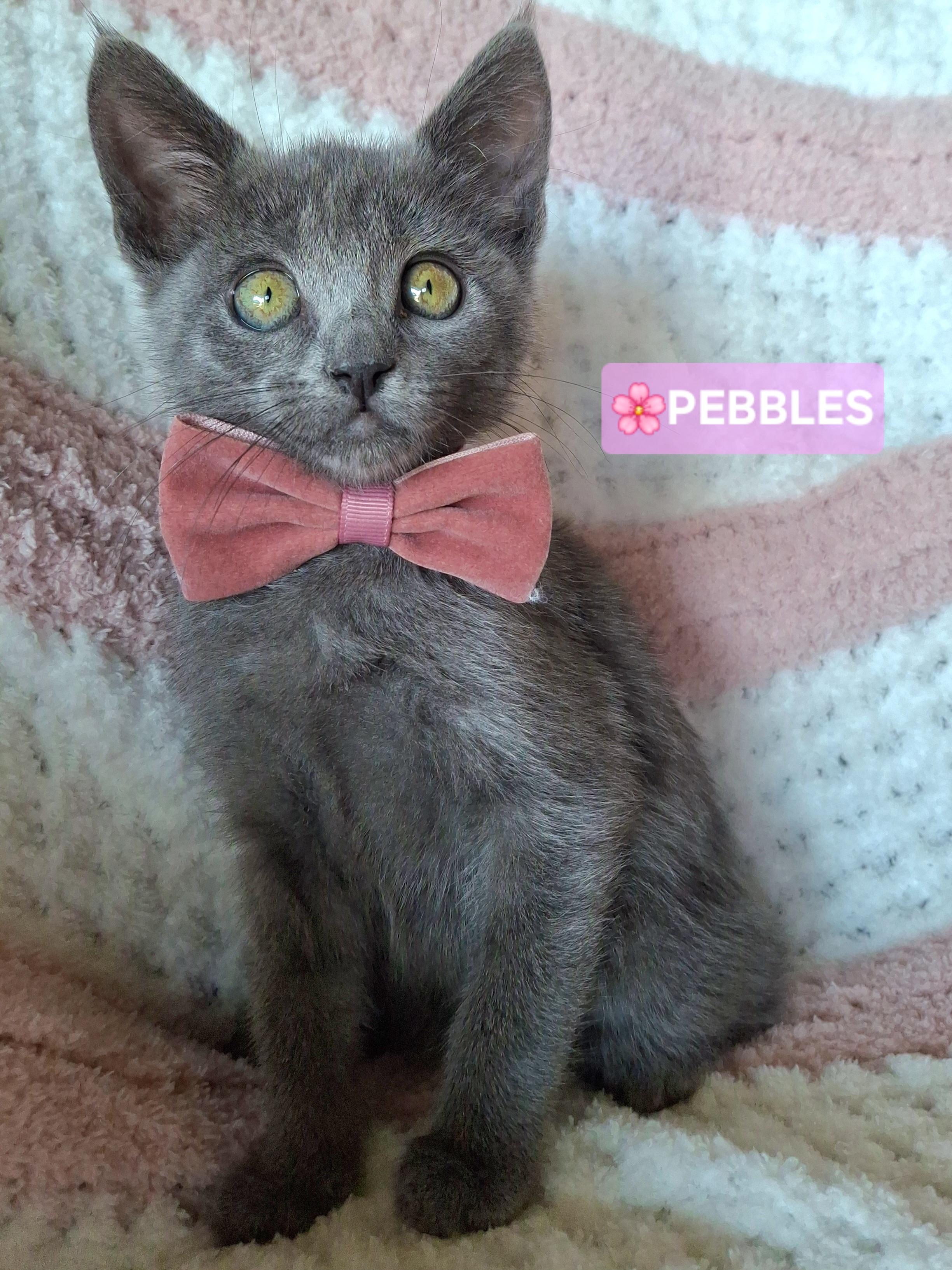 Enlarge Adoption Event SAT 10/24, 12pm-3pm, a Adoptable mixed breed in Yorba Linda, CA image 4/6