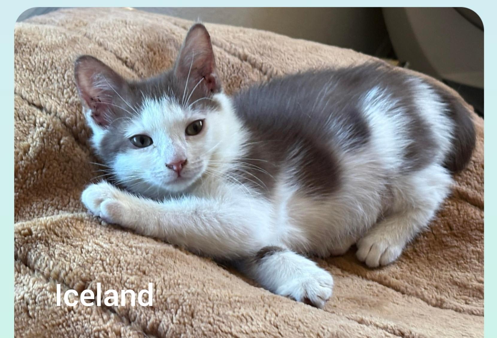 Iceland ( Orlando, FL), an adoptable Havana, American Shorthair in Orlando, FL, 32806 | Photo Image 1