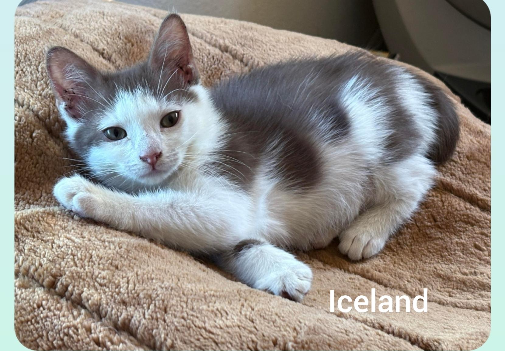 Iceland ( Orlando, FL), an adoptable Havana, American Shorthair in Orlando, FL, 32806 | Photo Image 2
