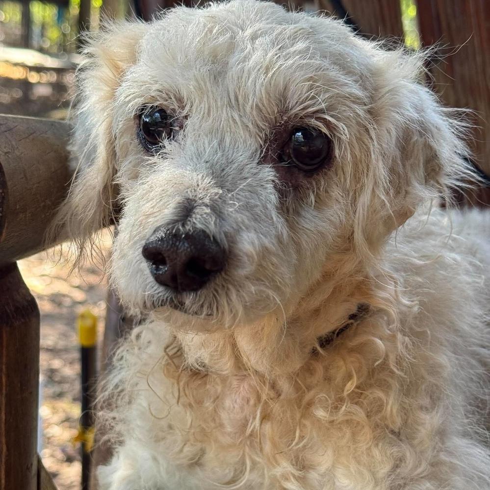 Enlarge Sasha Aurora, a Adoptable mixed breed in Long Island City, NY image 1/2