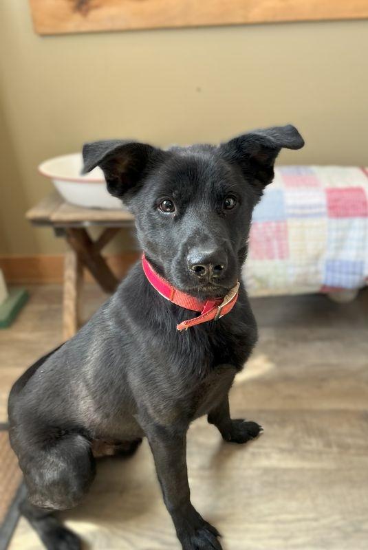 Enlarge Scout, a Adoptable mixed breed in Genoa, IL image 1/1