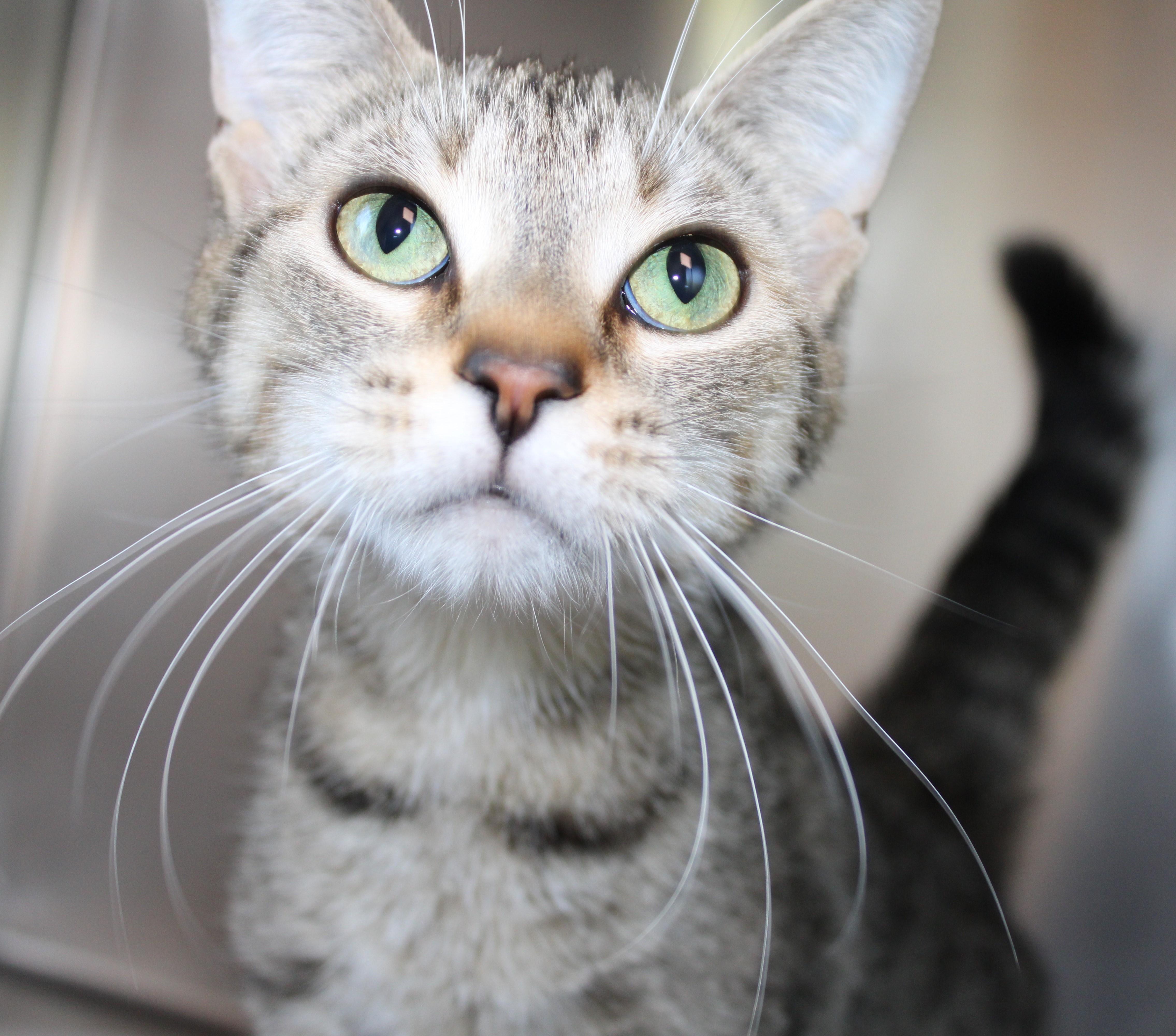 Sandy, an adoptable Domestic Short Hair in Mississauga, ON image 2/3