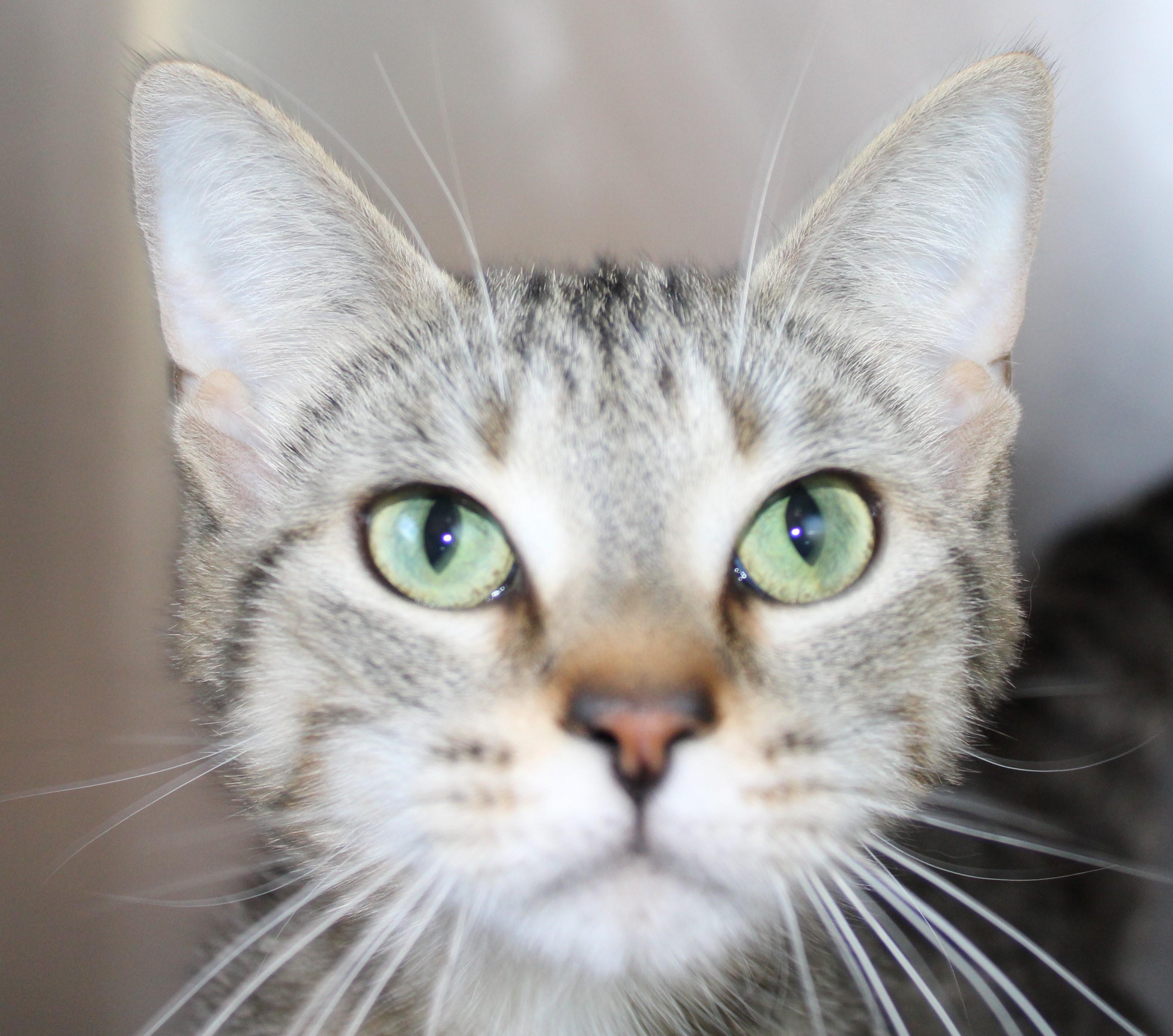 Sandy, adoptable, Adult Female Domestic Short Hair.