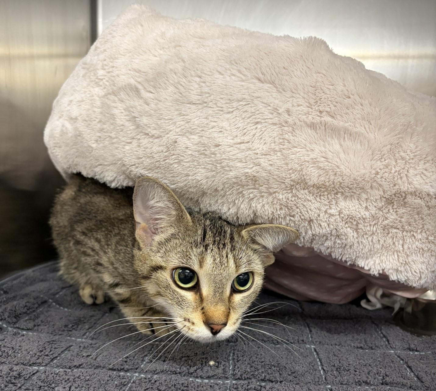 Sandy, an adoptable Domestic Short Hair in Mississauga, ON image 3/3