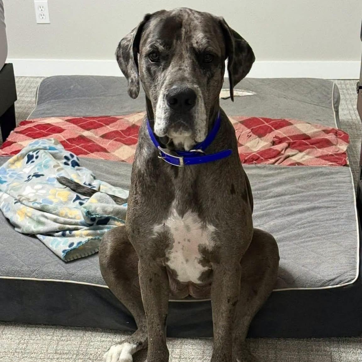 Enlarge Athena, a Adoptable mixed breed in Walla Walla, WA image 2/3