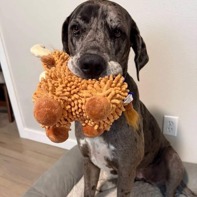 Athena, Adoptable, Adult Female Great Dane & Mastiff.