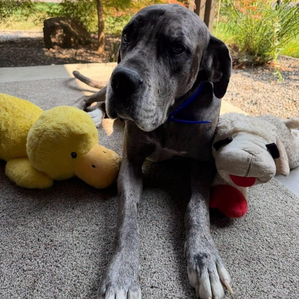 Enlarge Athena, a Adoptable mixed breed in Walla Walla, WA image 3/3