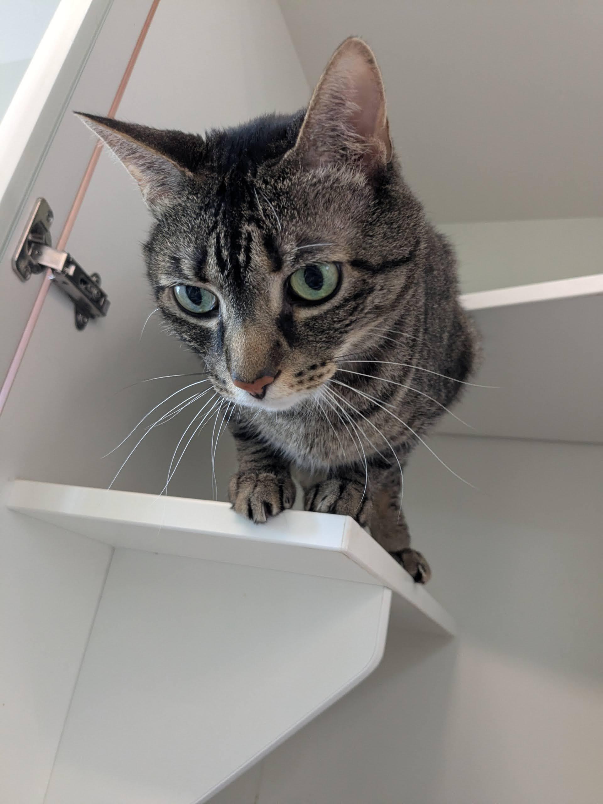 Enzo, ADOPTABLE, Senior Male Domestic Short Hair.