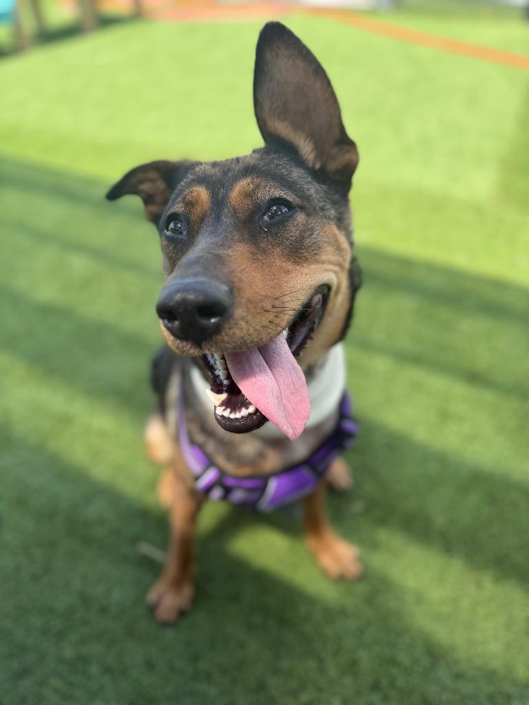 Millie, Adoptable, Young Female German Shepherd Dog & Mixed Breed.