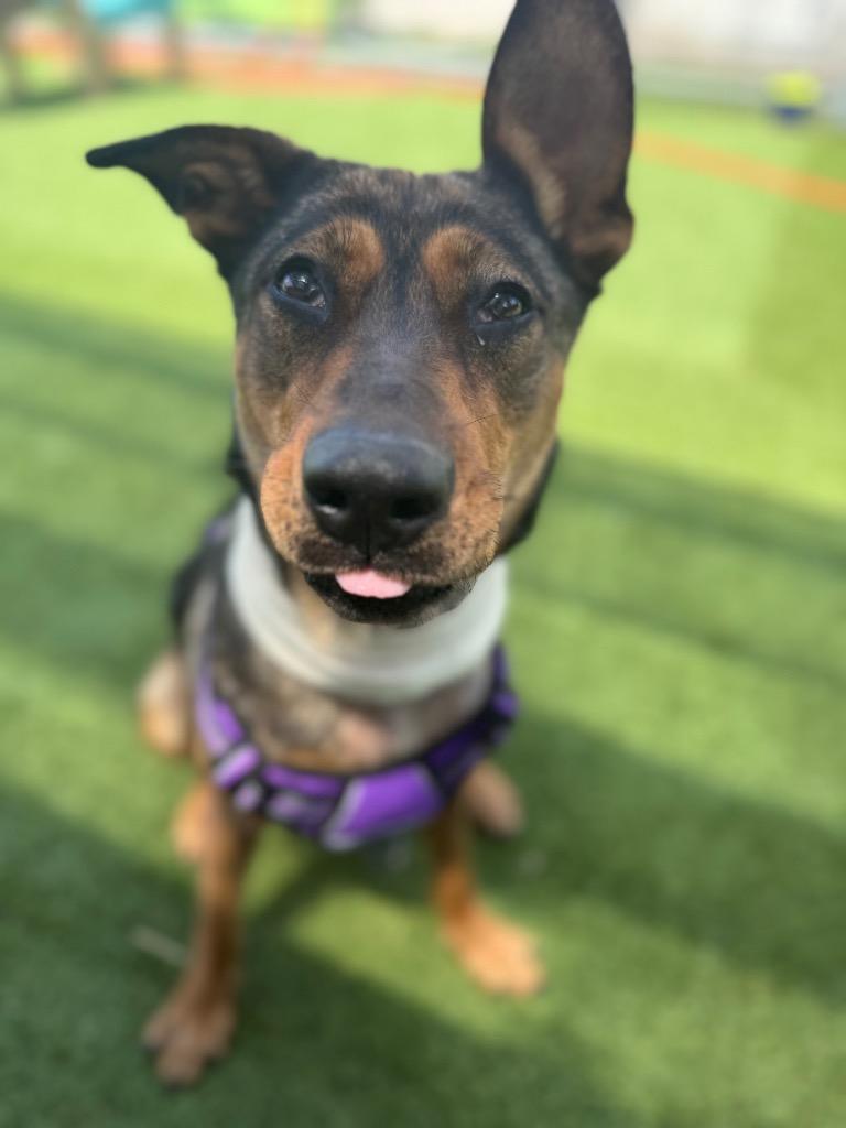 Enlarge Millie, a Adoptable mixed breed in Detroit, MI image 2/6