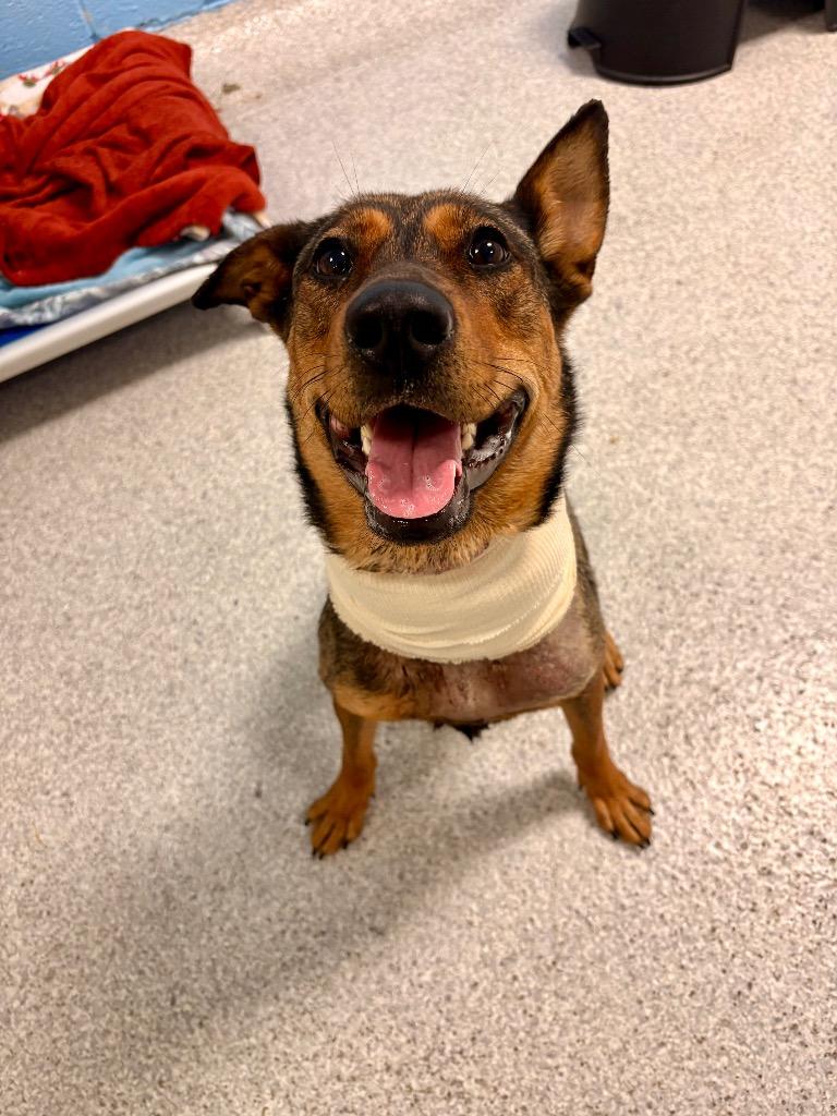 Enlarge Millie, a Adoptable mixed breed in Detroit, MI image 3/6