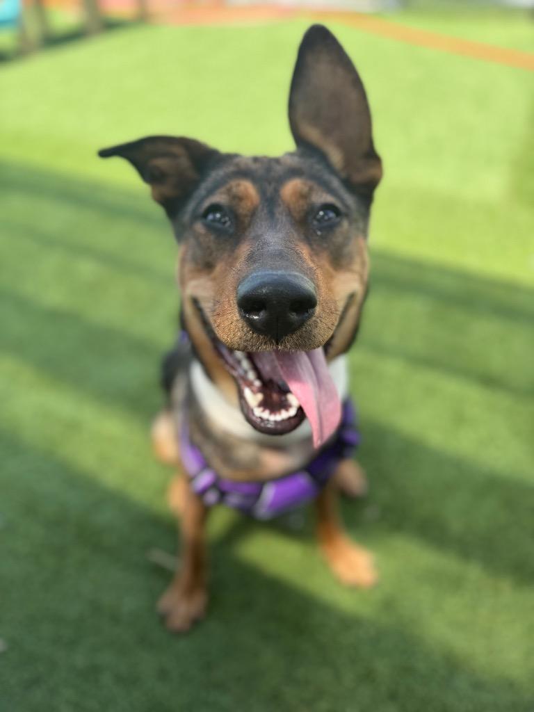 Enlarge Millie, a Adoptable mixed breed in Detroit, MI image 4/6