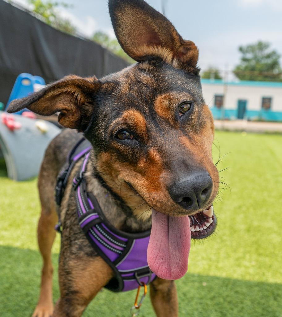 Enlarge Millie, a Adoptable mixed breed in Detroit, MI image 5/6