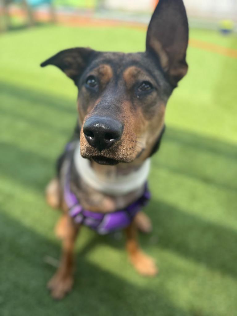 Enlarge Millie, a Adoptable mixed breed in Detroit, MI image 6/6