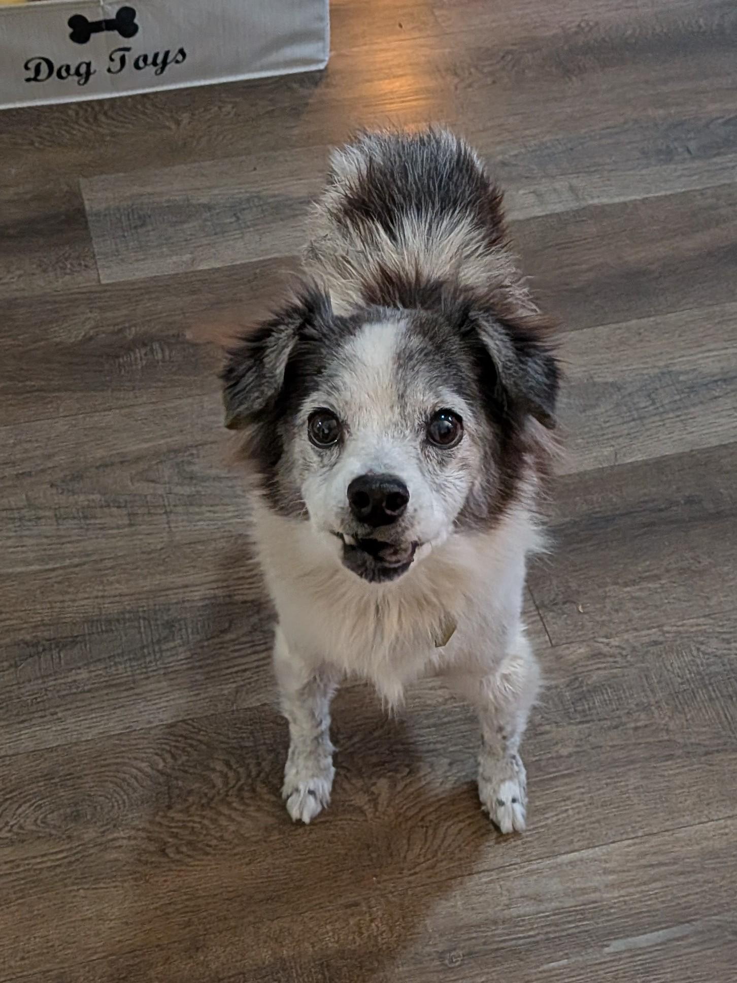 Mi'jo, a Adoptable mixed breed in Putnam, CT image 2/6