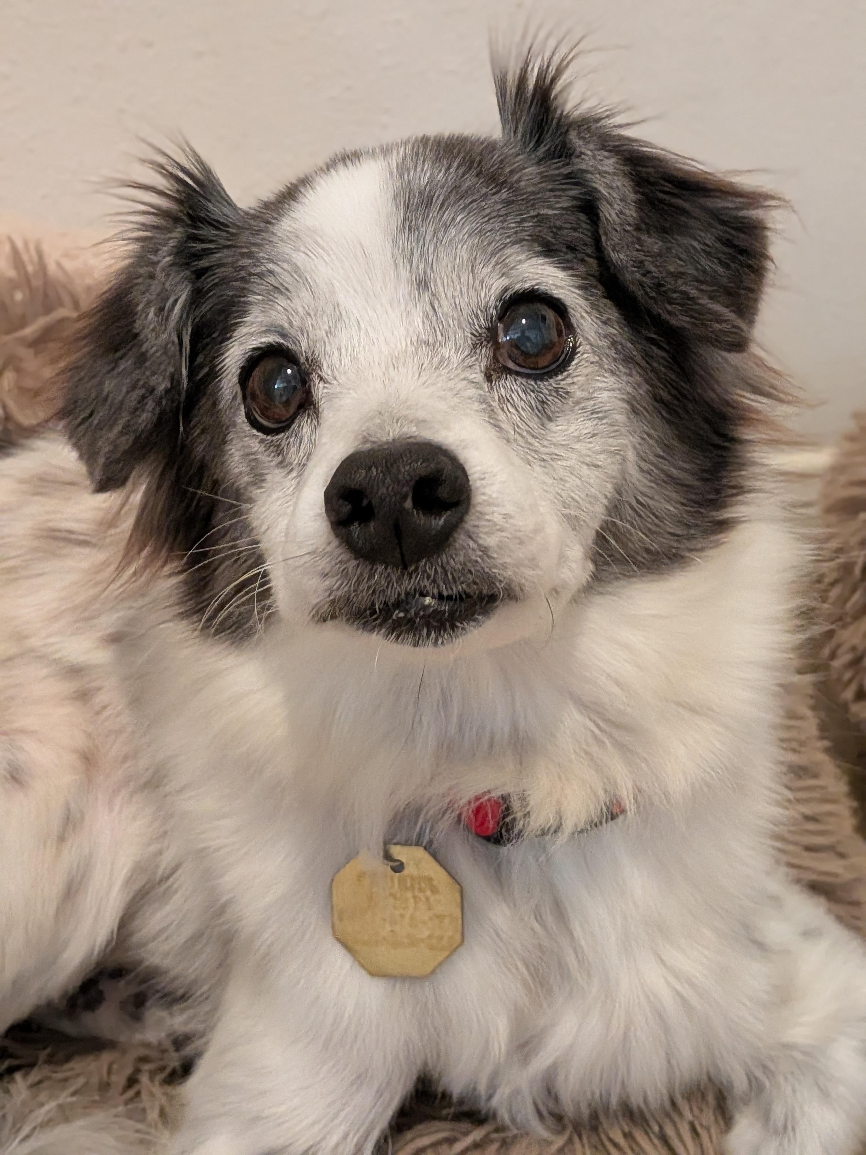 Mi'jo, Adoptable, Senior Male Chihuahua & Shih poo.