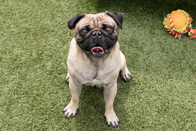 Enlarge POOH BEAR, a Adoptable Pug in Santa Monica, CA image 1/1