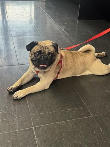 Enlarge POOH BEAR, a Adoptable Pug in Santa Monica, CA image 1/1