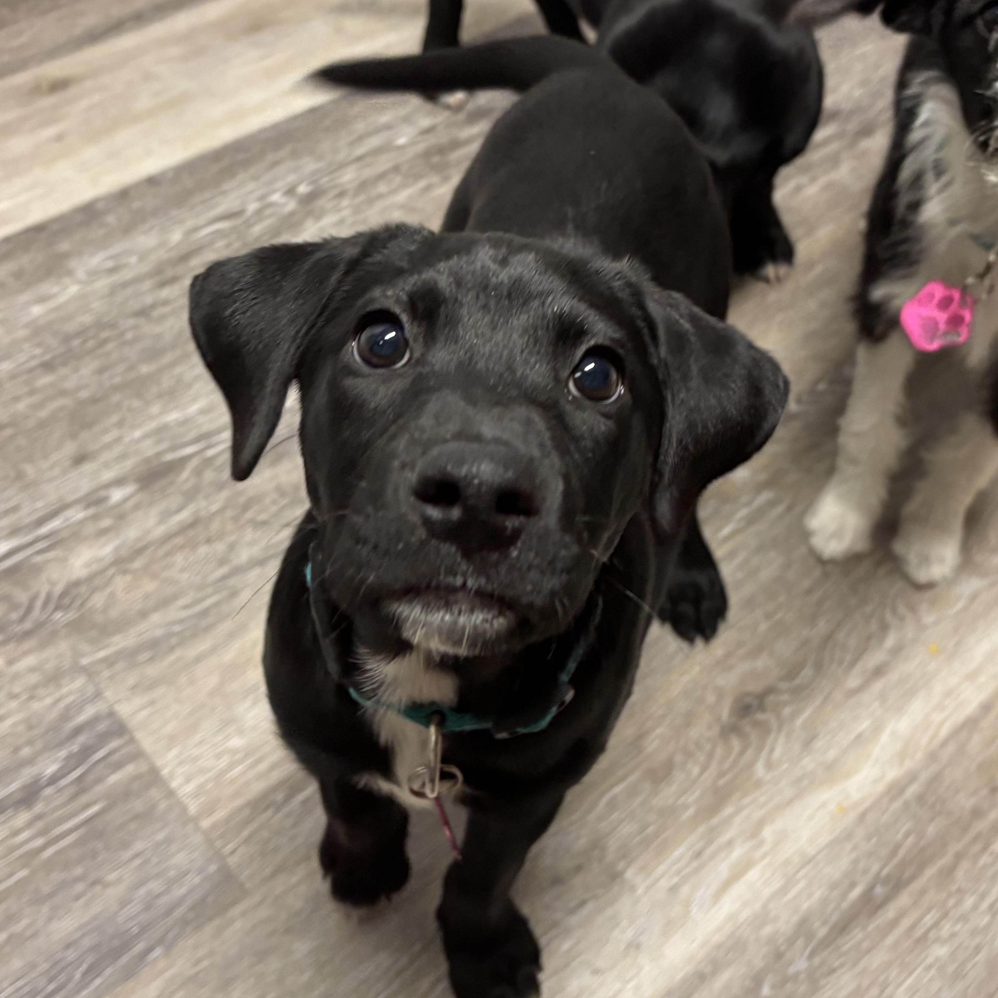 Sage Paws, an adoptable Labradoodle, Dachshund in Tallahassee, FL, 32304 | Photo Image 2