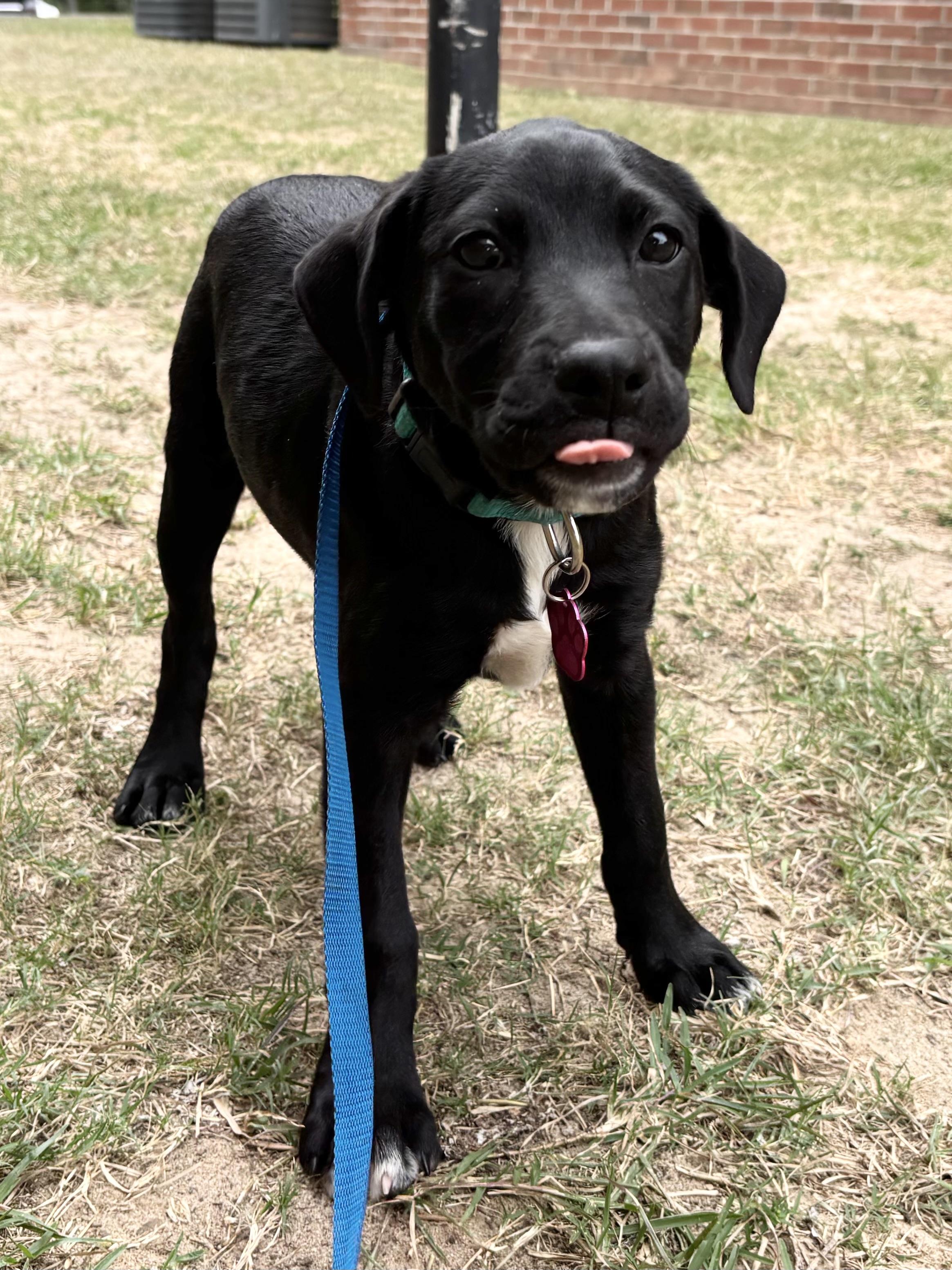 Sage Paws, an adoptable Labradoodle, Dachshund in Tallahassee, FL, 32304 | Photo Image 4