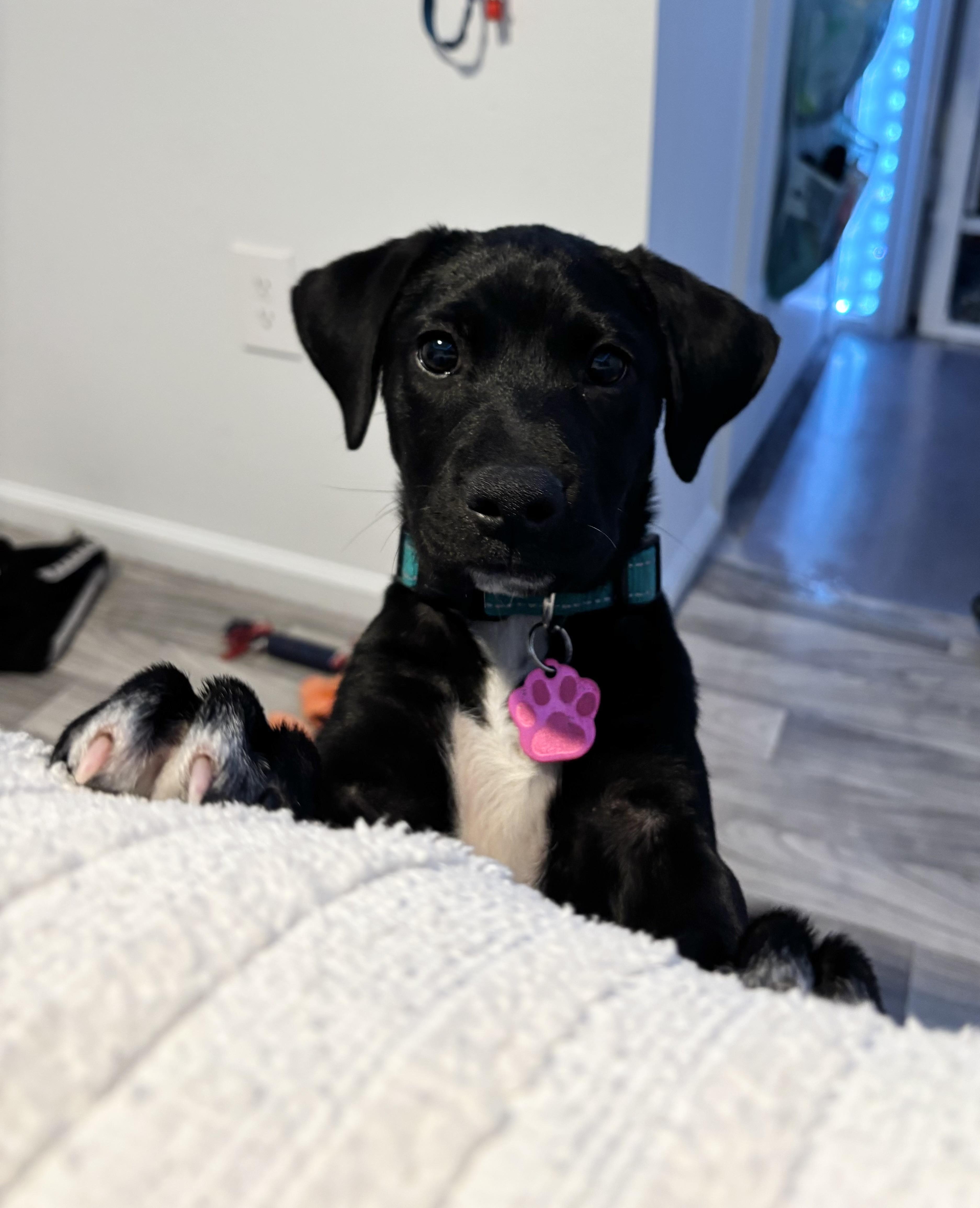 Sage Paws, an adoptable Labradoodle, Dachshund in Tallahassee, FL, 32304 | Photo Image 3