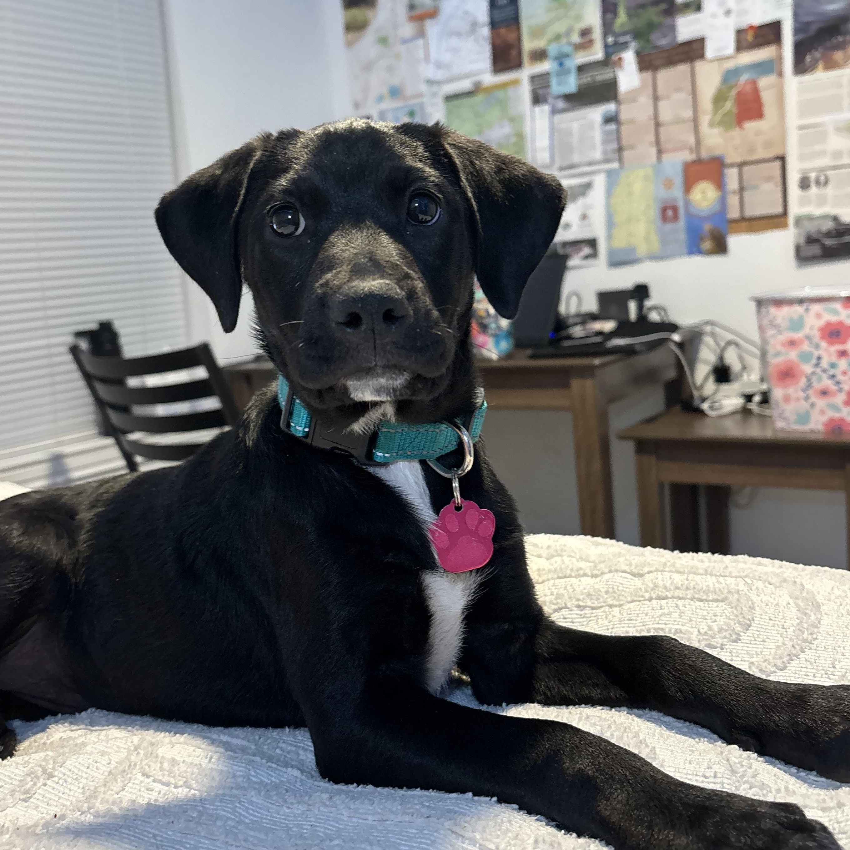 Sage Paws, an adoptable Labradoodle, Dachshund in Tallahassee, FL, 32304 | Photo Image 1