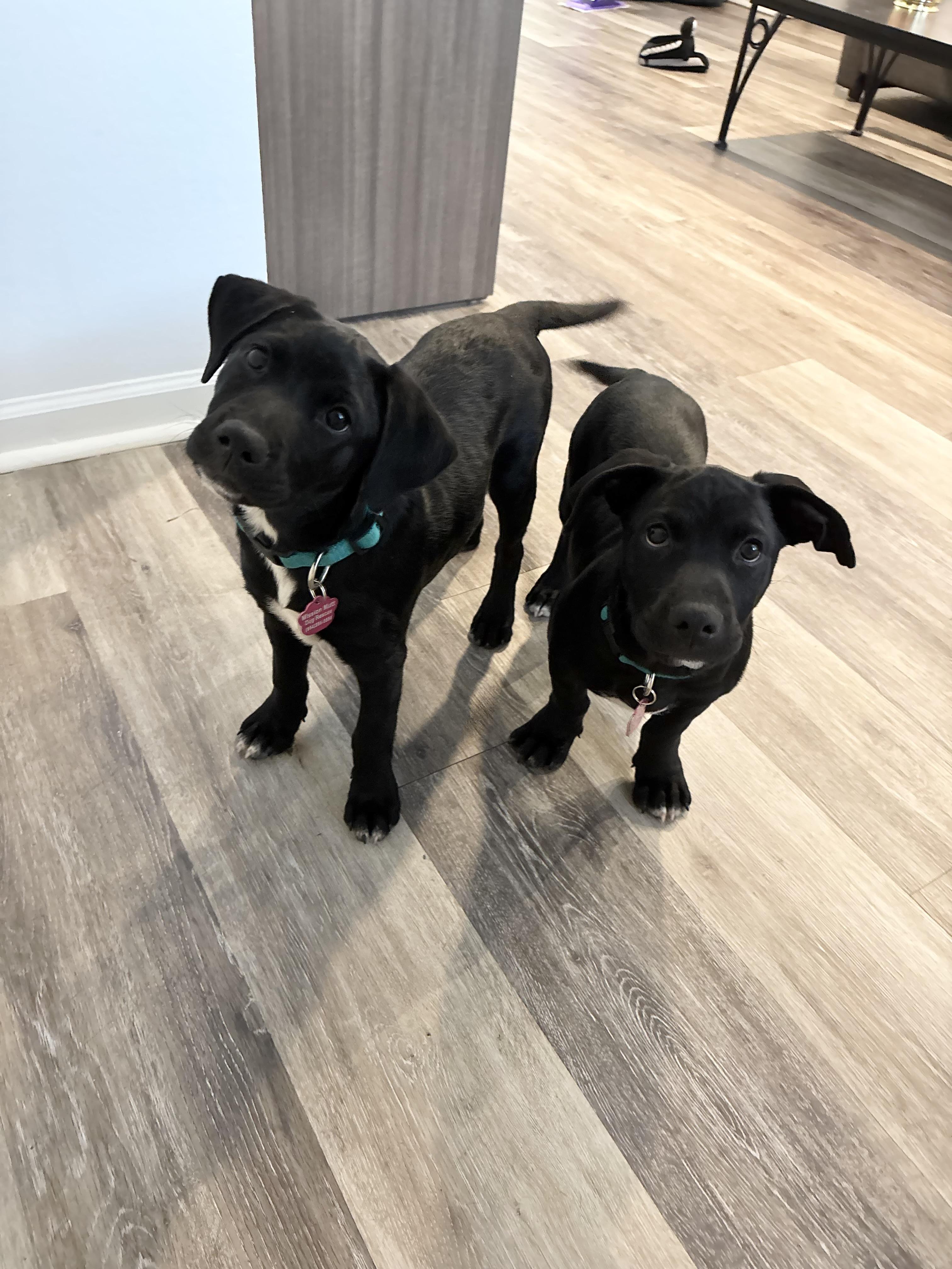 Sage Paws, an adoptable Labradoodle, Dachshund in Tallahassee, FL, 32304 | Photo Image 5