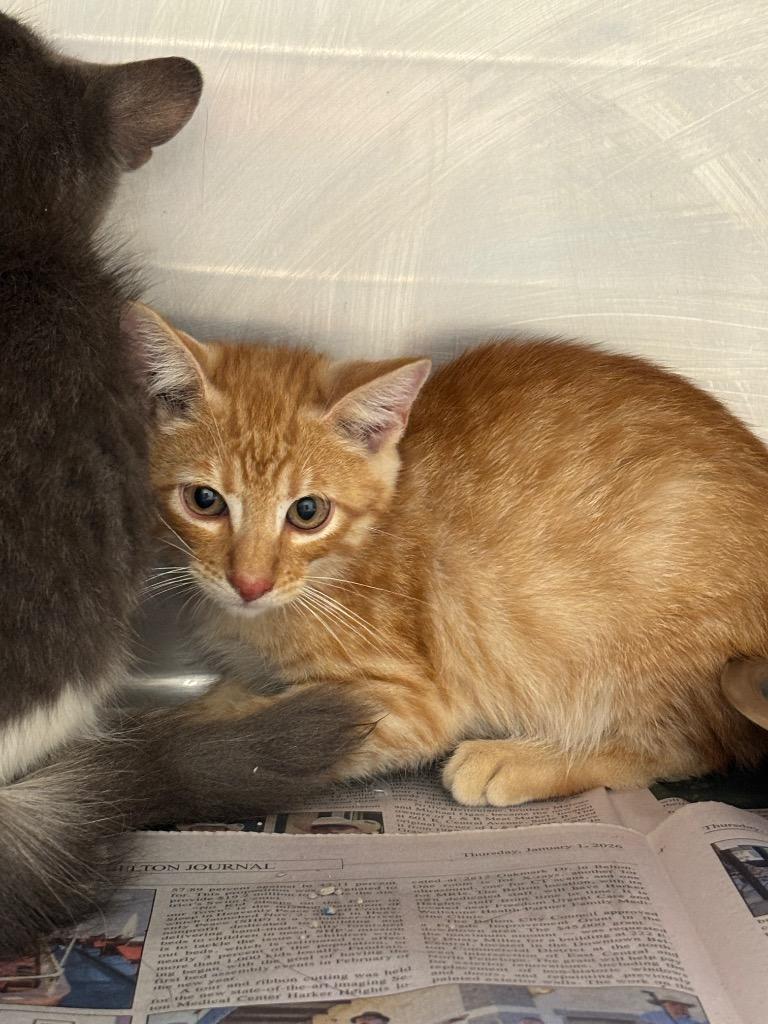 BUCKY, Adoptable, Kitten Male Domestic Short Hair.
