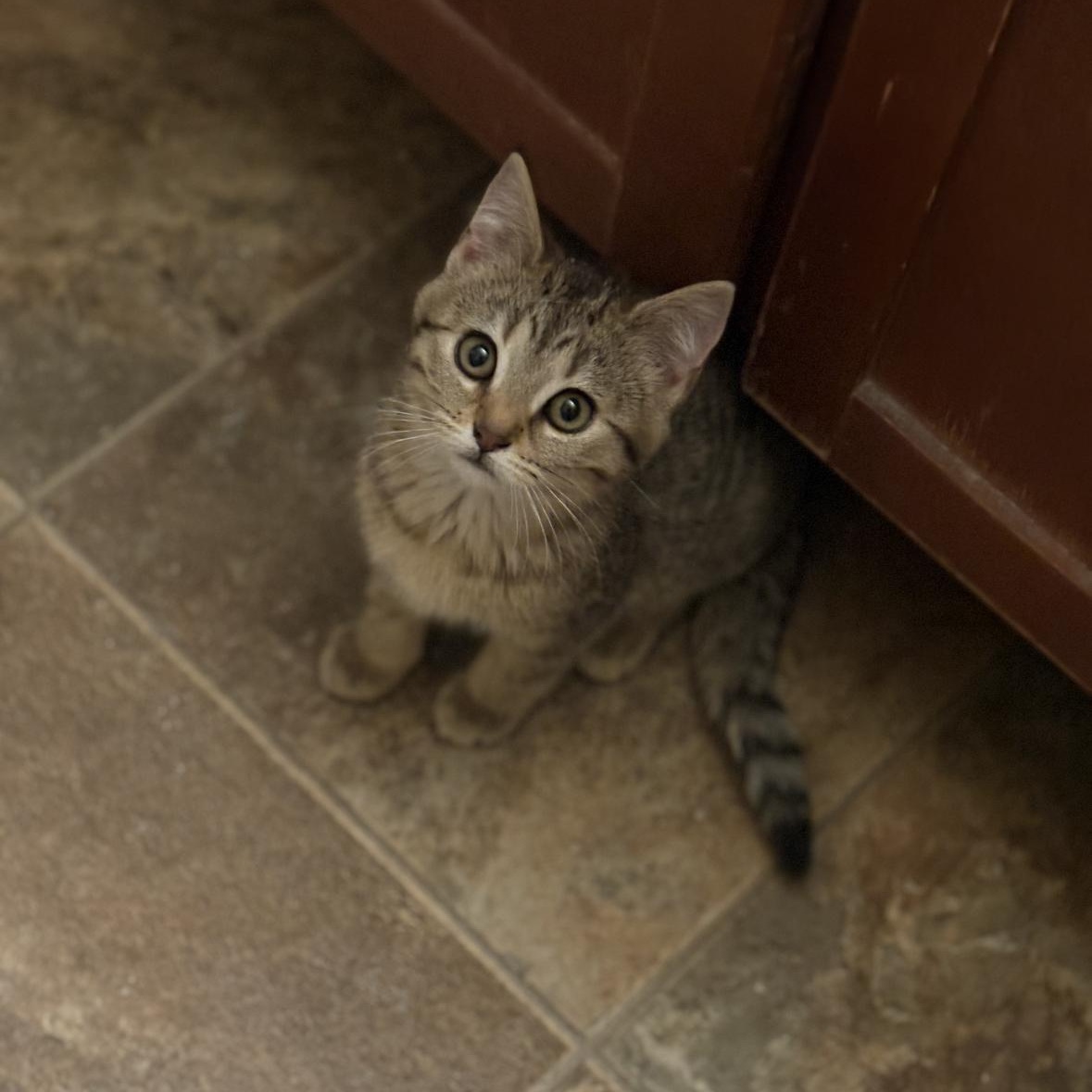 Purrsephone, Adoptable, Kitten Female Domestic Short Hair & Tabby.