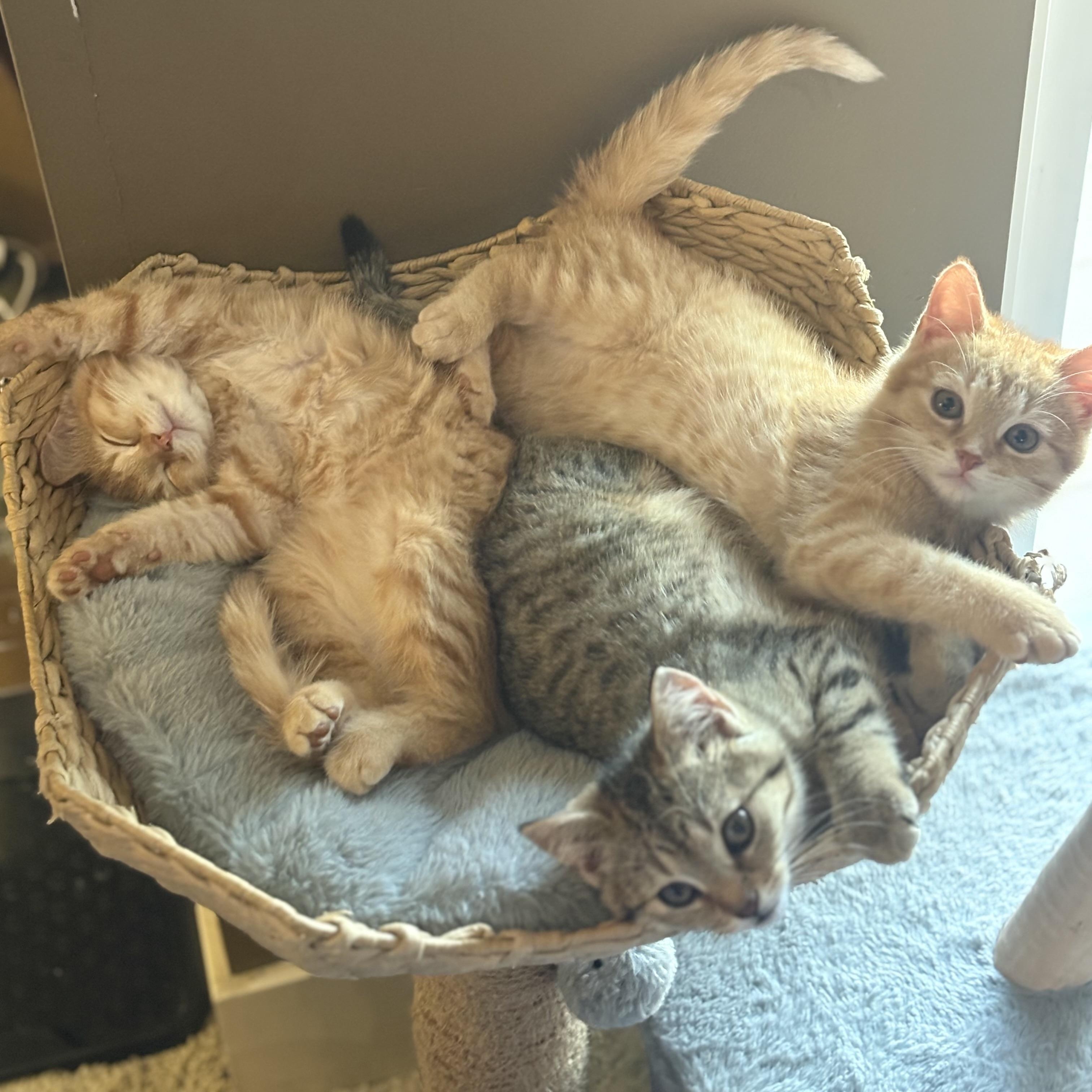 Enlarge Purrsephone, a Adoptable mixed breed in Omaha, NE image 2/2