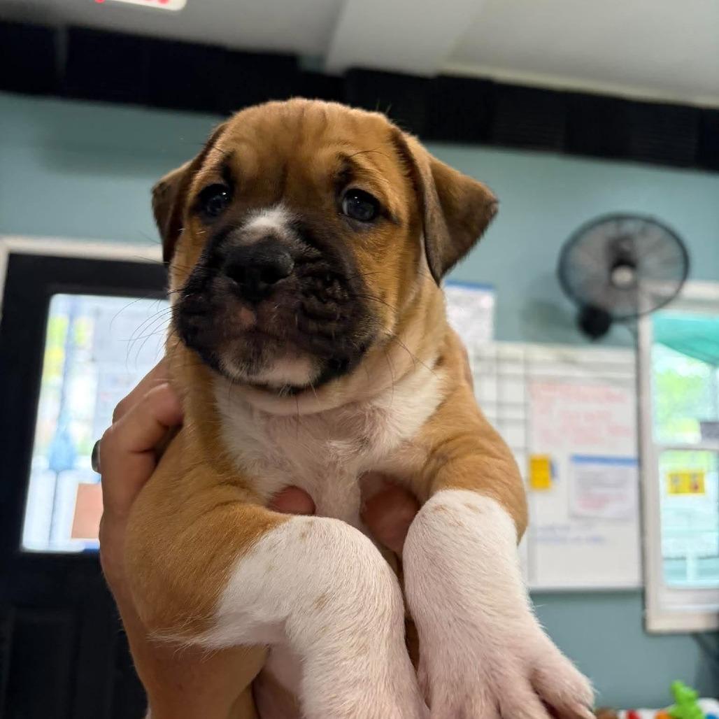 Porter, Adoptable, Puppy Male Terrier & Mixed Breed.