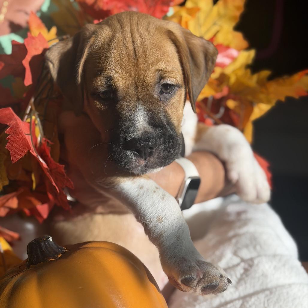 Enlarge Porter, a Adoptable mixed breed in Seminole, FL image 2/6