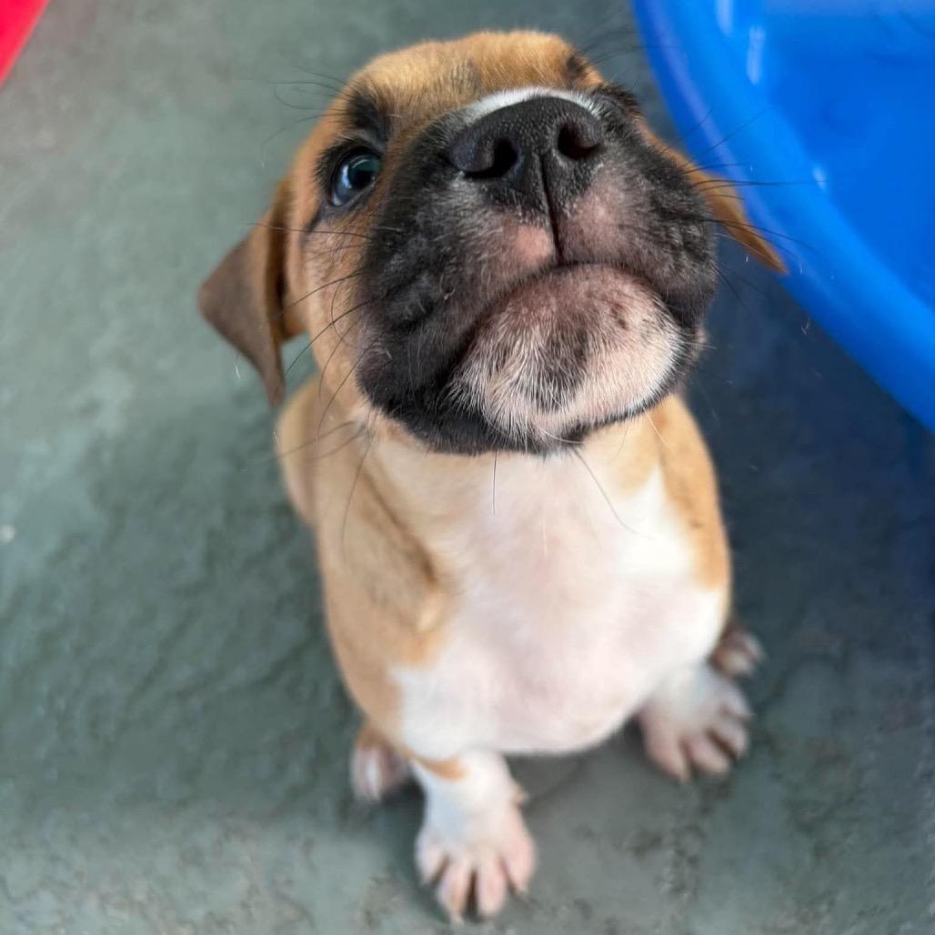 Enlarge Porter, a Adoptable mixed breed in Seminole, FL image 3/6