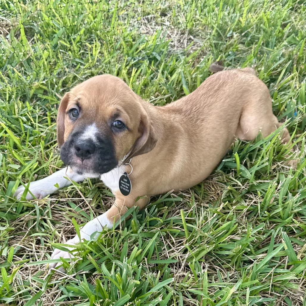 Enlarge Porter, a Adoptable mixed breed in Seminole, FL image 4/6