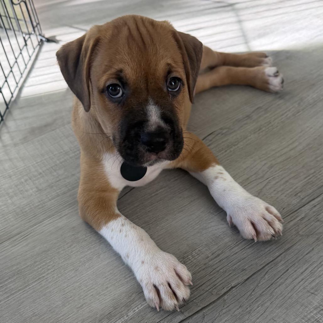 Enlarge Porter, a Adoptable mixed breed in Seminole, FL image 5/6