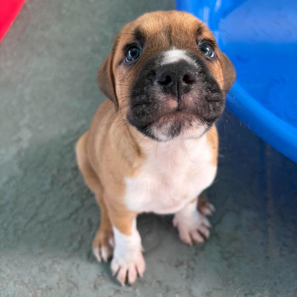 Enlarge Porter, a Adoptable mixed breed in Seminole, FL image 6/6