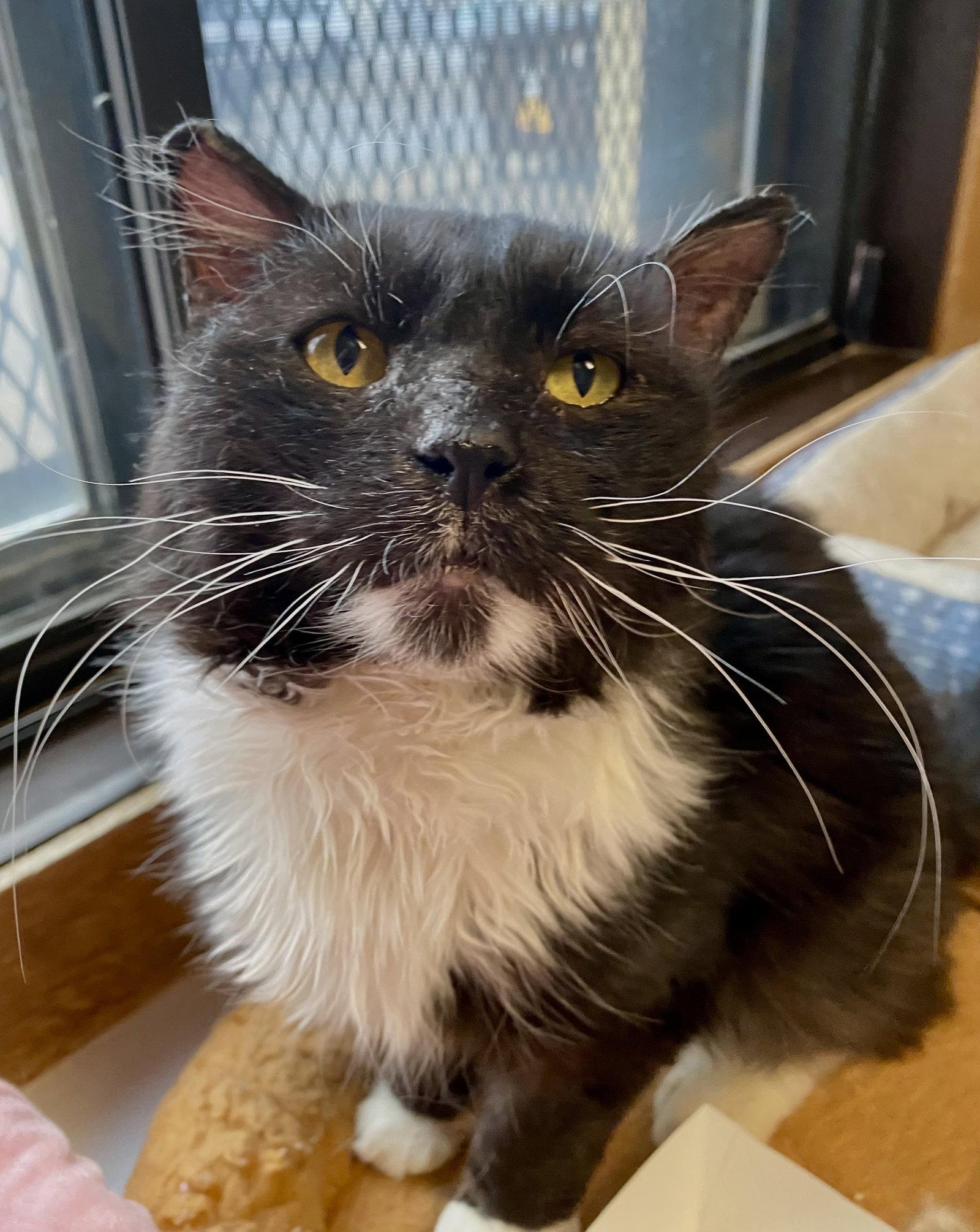 Enlarge Little Duke, a Adoptable Domestic Long Hair in Fargo, ND image 1/1