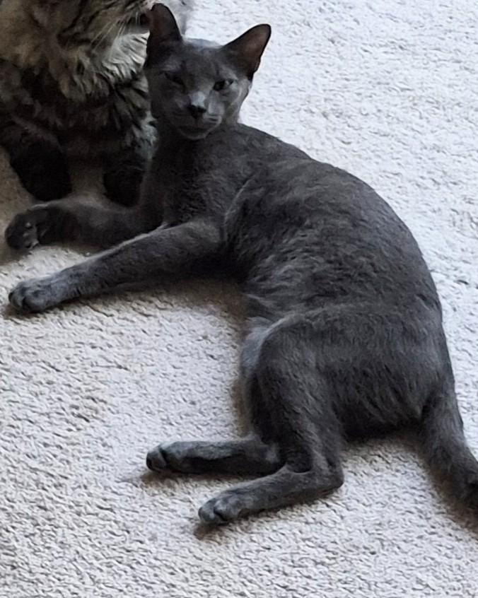 Ashe (Bonded to Avery), Adoptable, Young Male Domestic Short Hair.