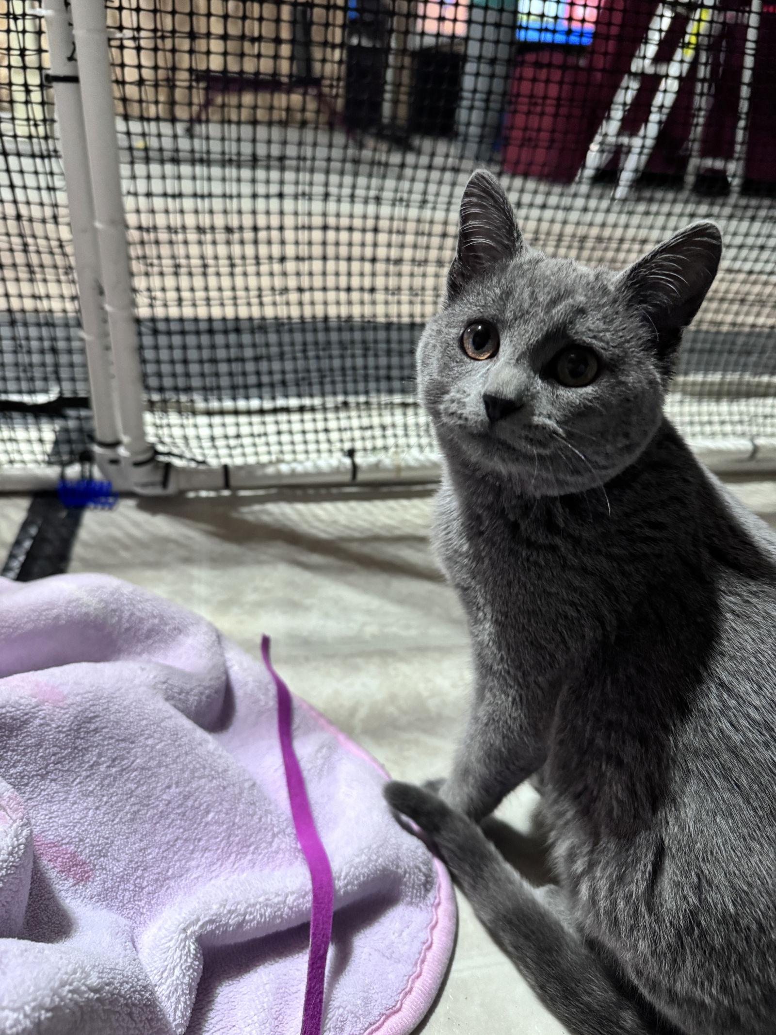 Enlarge Bossman, a Adoptable Domestic Short Hair in Lake Saint Louis, MO image 1/2