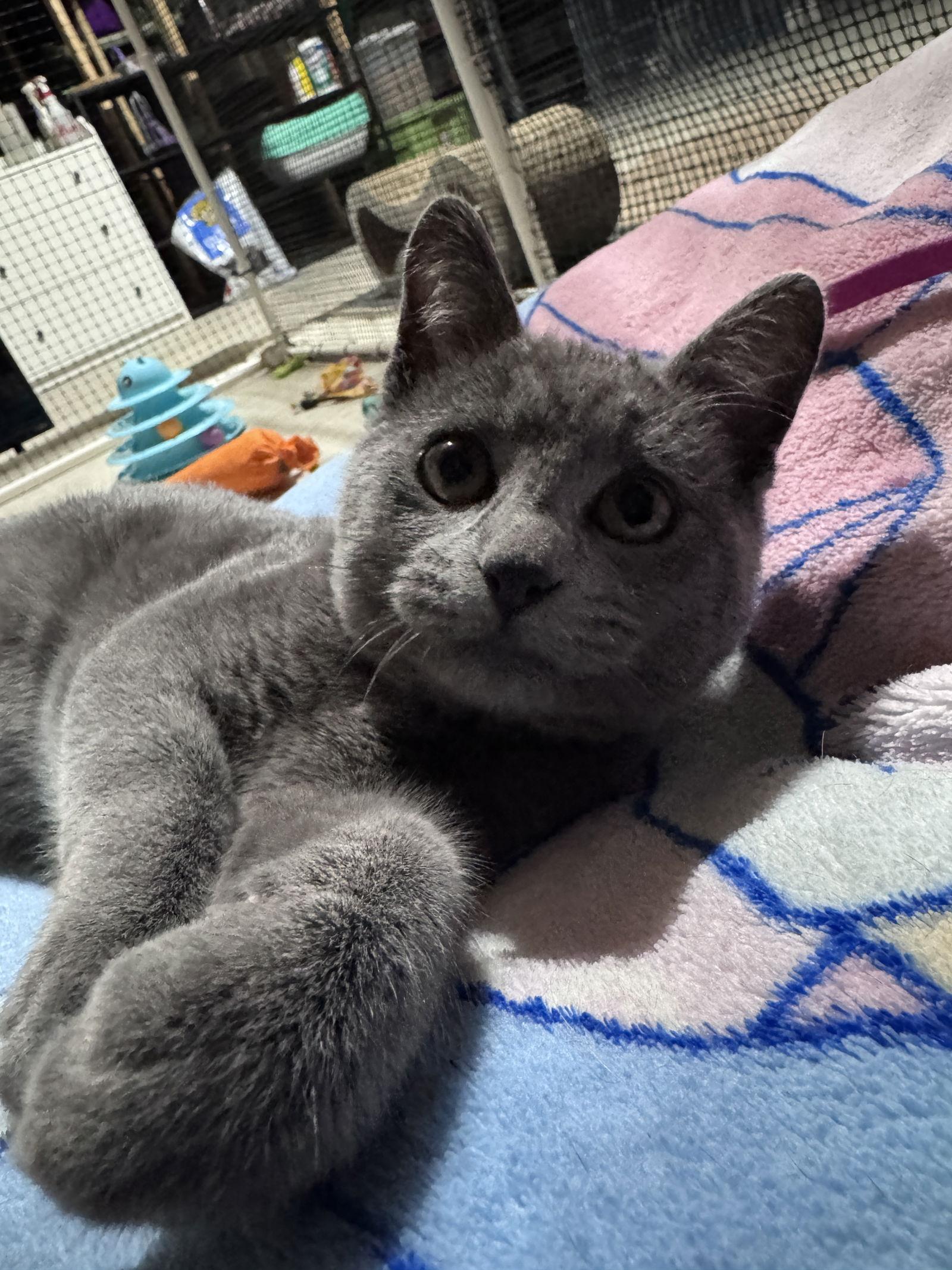 Enlarge Bossman, a Adoptable Domestic Short Hair in Lake Saint Louis, MO image 2/2