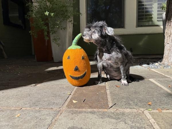 Lady Pablo thumbnail 3