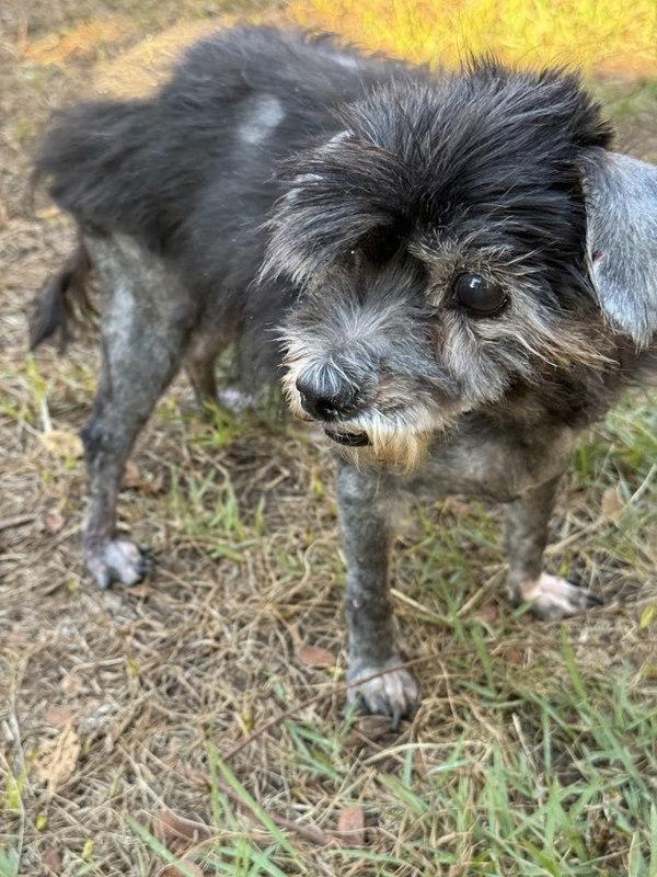 Lady Pablo thumbnail 4