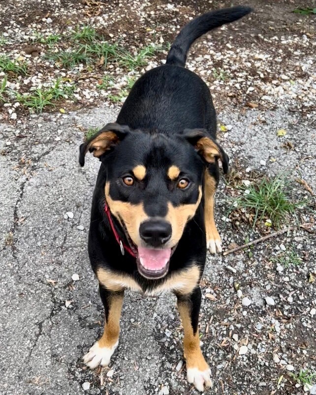 Terrance, a Adoptable mixed breed in Gallatin, TN image 1/12