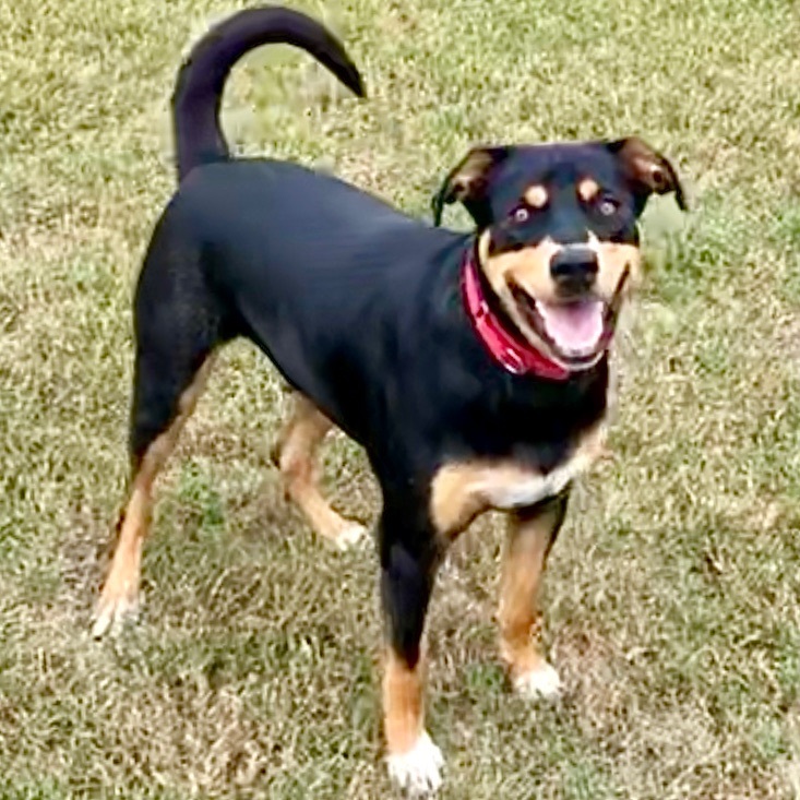 Terrance, a Adoptable mixed breed in Gallatin, TN image 2/12