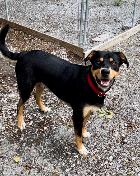 Terrance, a Adoptable mixed breed in Gallatin, TN image 3/12