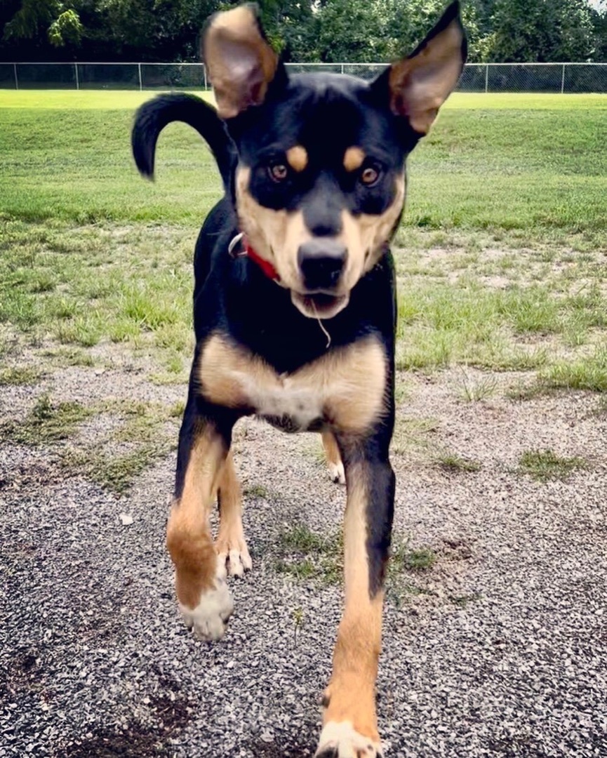 Terrance, a Adoptable mixed breed in Gallatin, TN image 4/12
