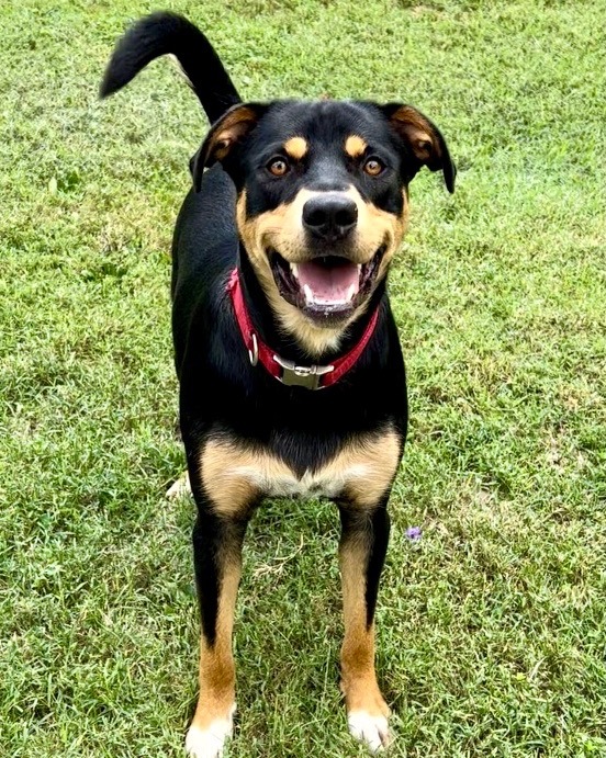Terrance, a Adoptable mixed breed in Gallatin, TN image 5/12